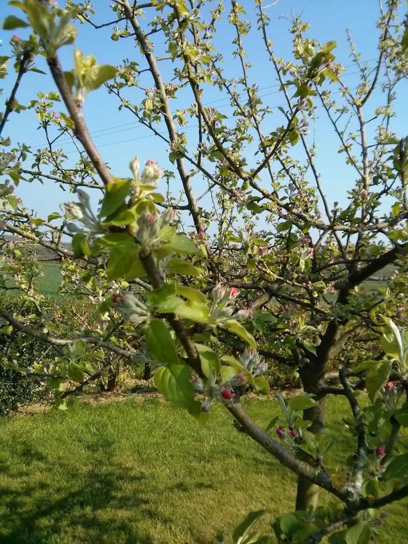 Autres - bourgeon pommier 1